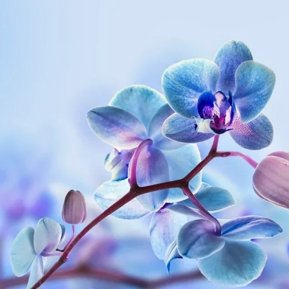 Meet your Posher, Marieli